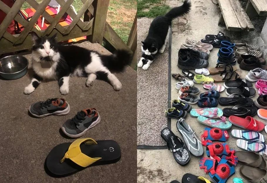 主人没饭吃，猫猫真的会抓鱼报恩吗？