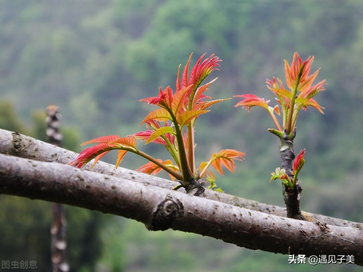 散文：春天里，最美的遇见，又如初美好