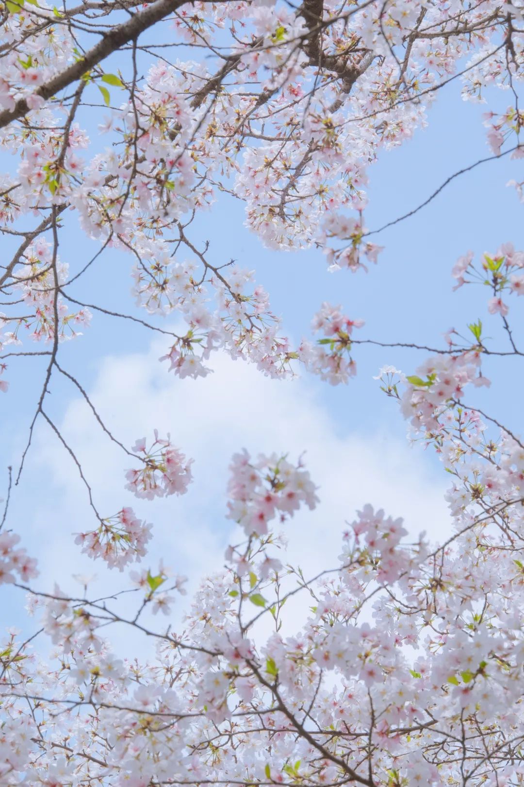 浙大樱雨，许你浪漫春光！每一张都可以做壁纸