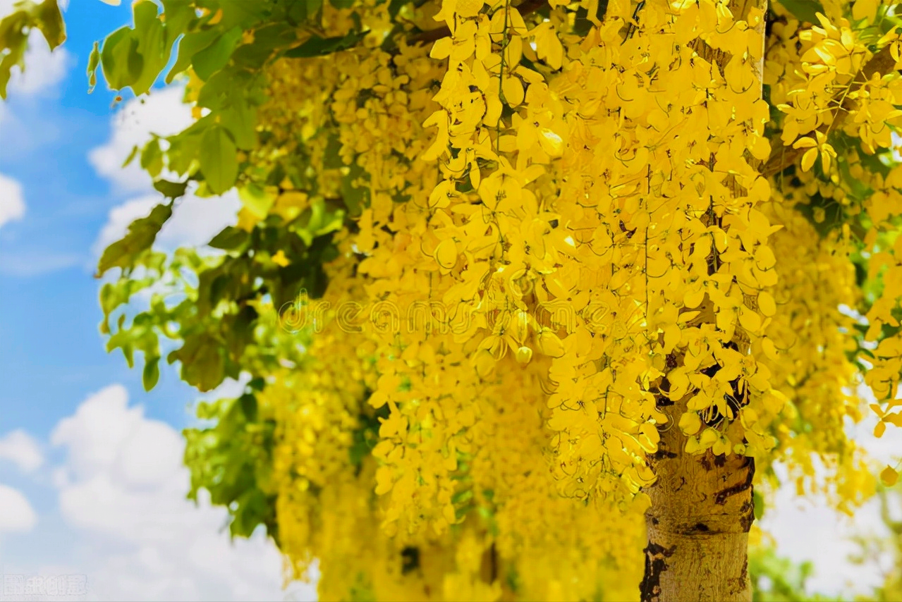 一花一世界，花开四季，从枝头到心头，时光温柔清浅