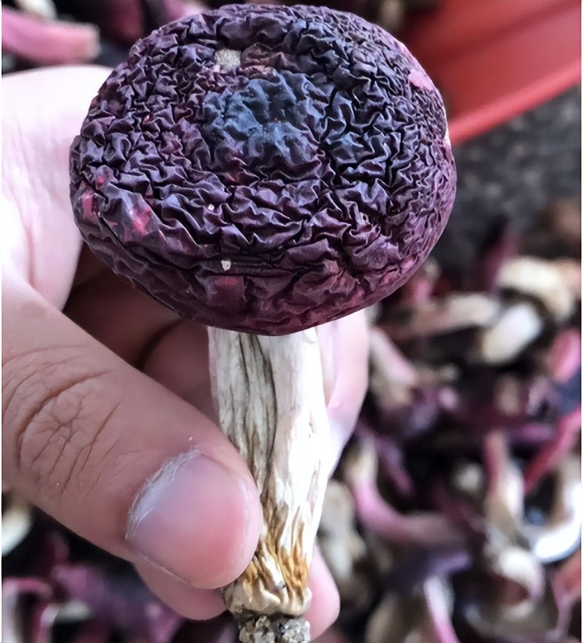 红菇是蘑菇界的"伪装高手",成功骗过很多人,千元一公斤别错过
