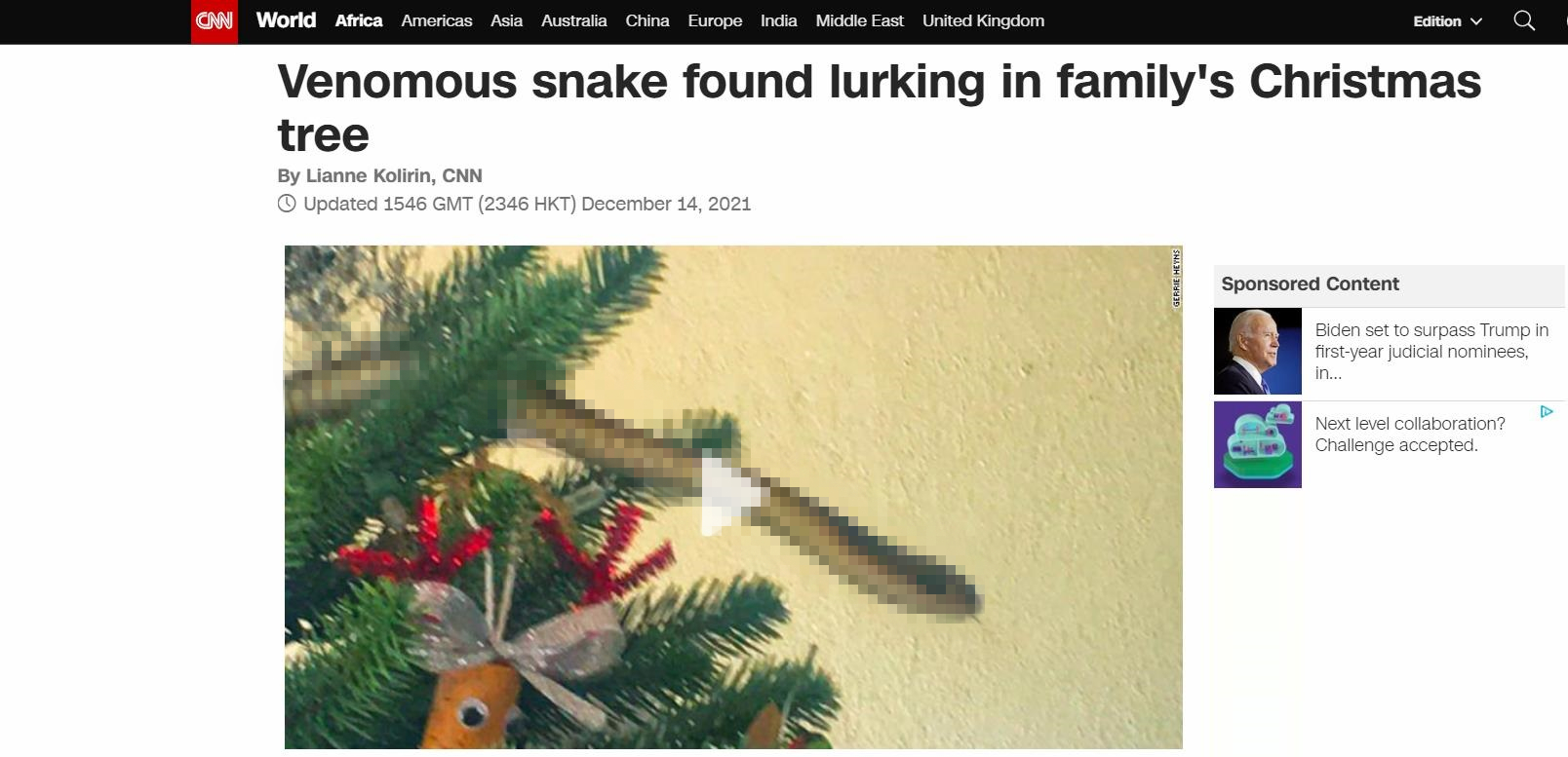 圣诞树上窜出剧毒树蛇，一个照面：女主人差点就没命了