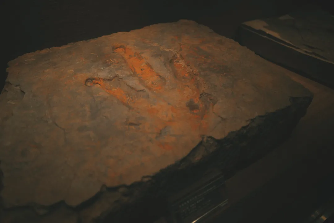 最近超火的盐帮菜之乡让我大开眼界，奇怪的知识又增加了