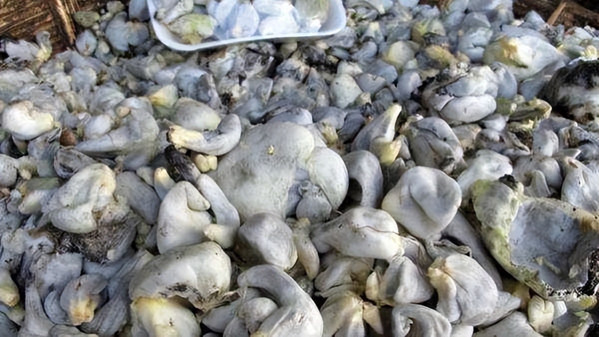 中国人不吃的玉米黑粉菌玉米黑粉菌能吃么