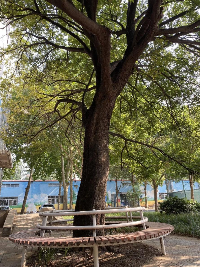 苏金乐：大树的记忆