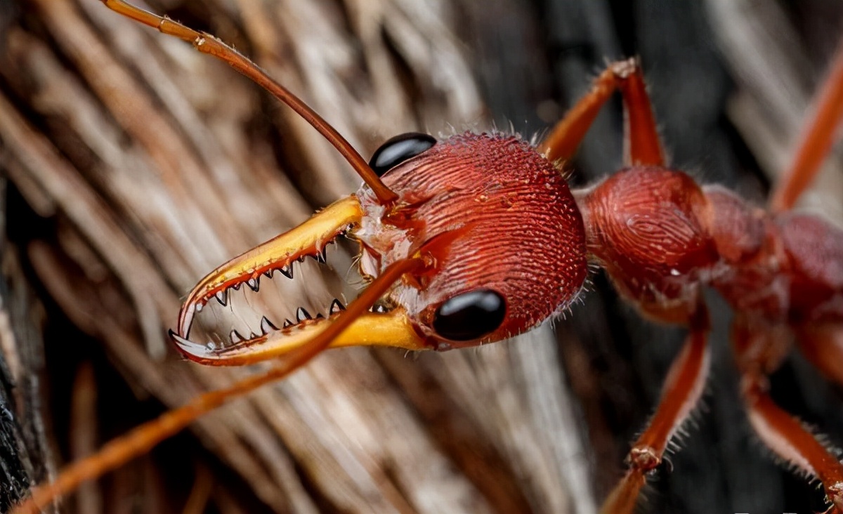 鬥牛犬蟻(myrmecia pilosula)是一種螞蟻,通常指多毛牛蟻,俗稱牛蟻,犬