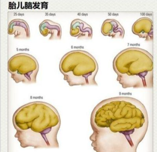 一张图带你了解受精后胎宝的发育，孕妈早清楚避免畸形发生