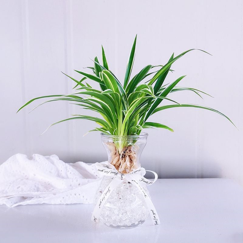 水培花卉大全（试试这6种水培植物干净还好看）