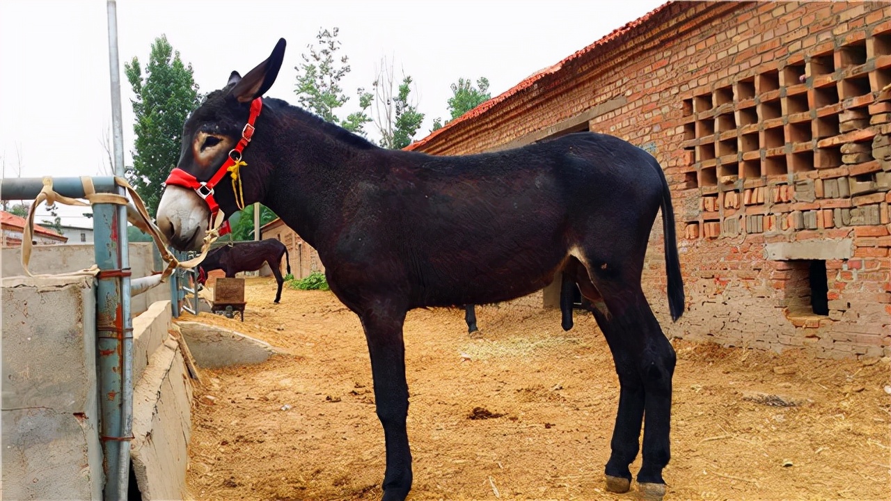 吉林一对夫妇杀驴滚出大肉球,出17万收购不卖,专家:1毛钱不值