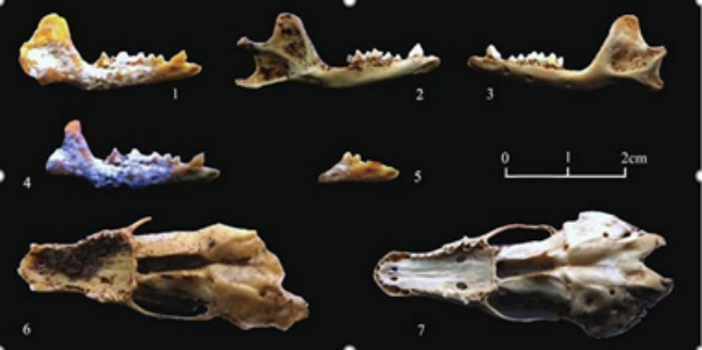 重庆这所高校：发生五大“巨变”！稳居全国200强，获批300余项国家级项目！