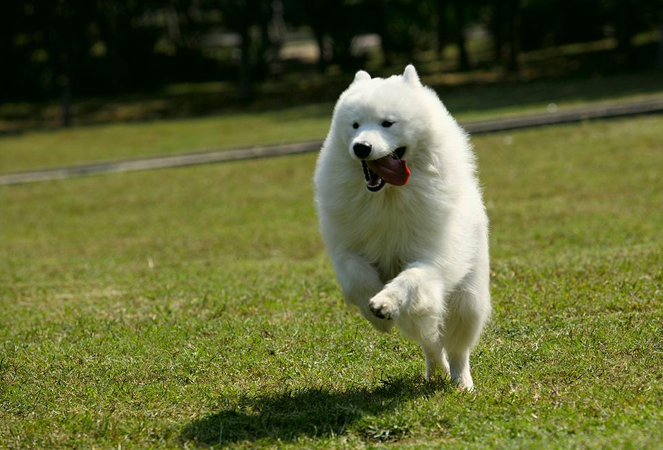 "萨摩耶"的价格跌破低价,为什么养它的人却少了呢?