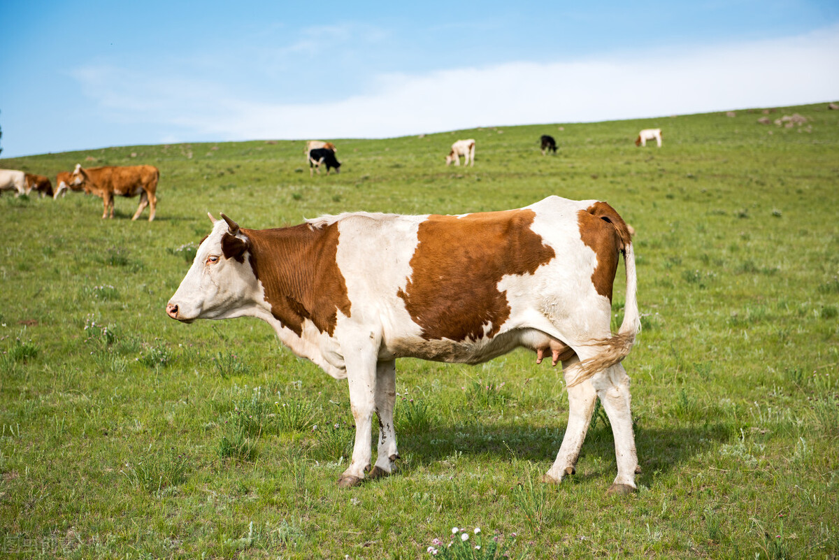 牛价丨3月3日 全国肉牛价格汇总！肉牛养殖户注意啦