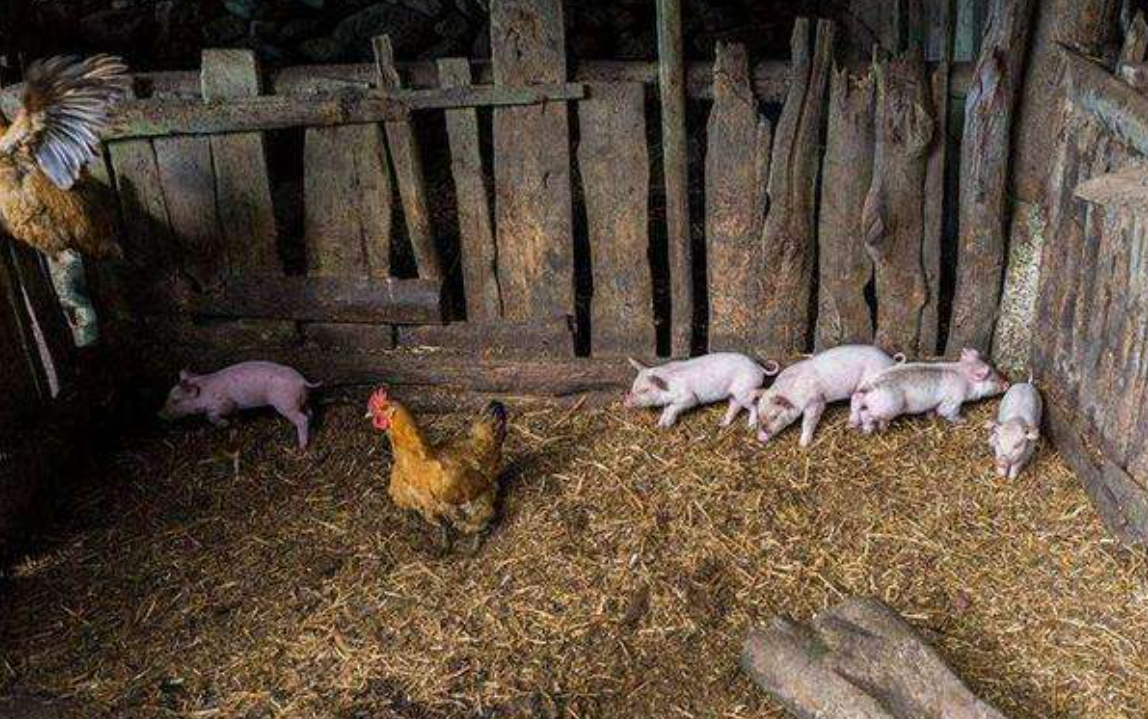 为何被拐卖的女大学生很少有人逃出来？