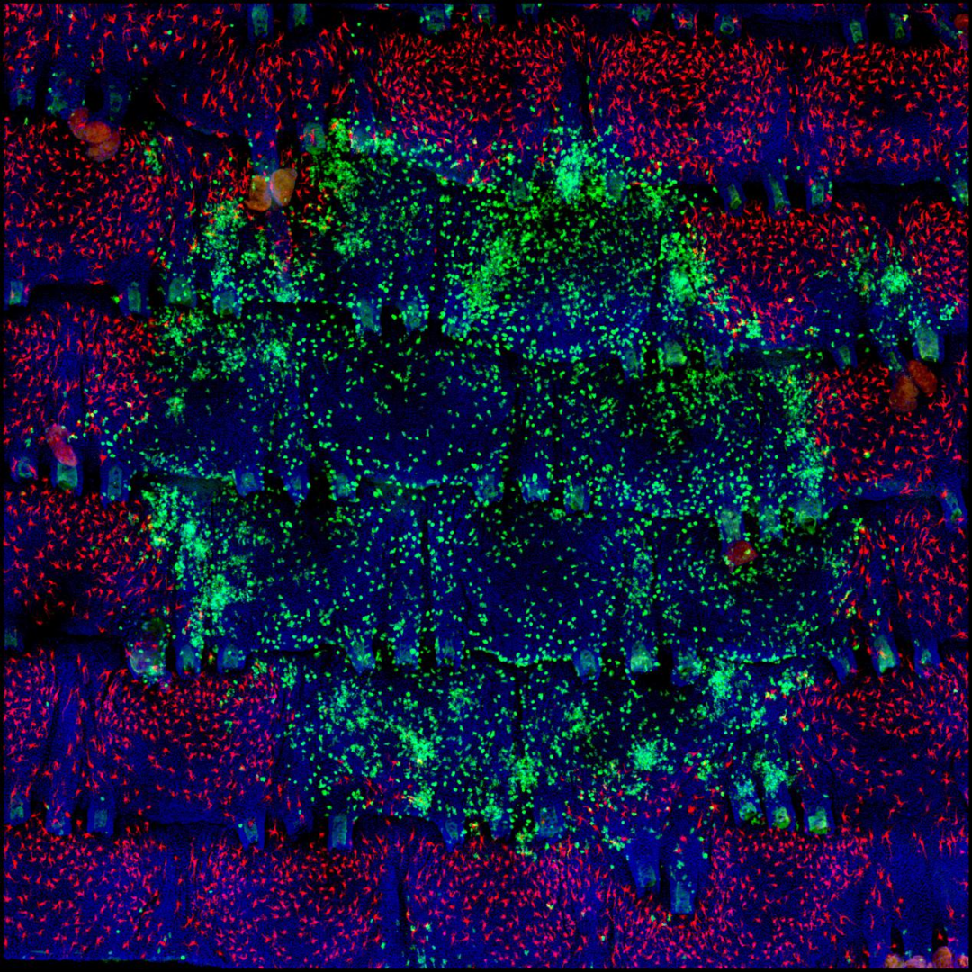 白癜风原创突破背后：一部历时六年的“失败简史”