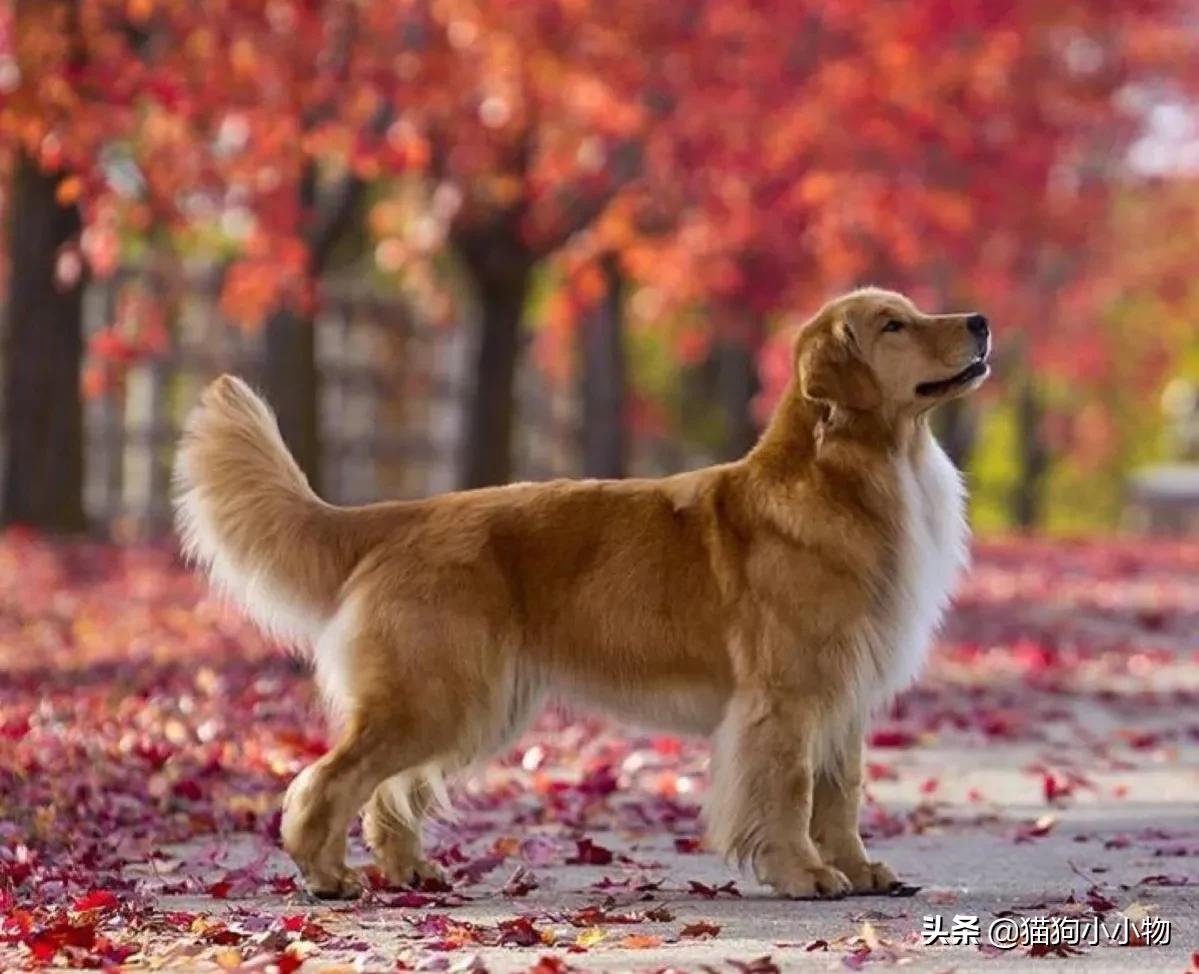 雪翘犬多少钱一只（养一只金毛要花多少钱）