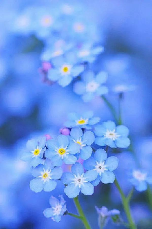 勿忘我花语和寓意(勿忘我花语,寓意)