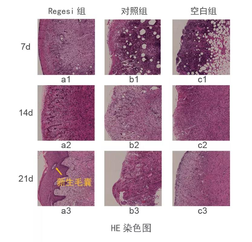 RegeSi再生医学科技细胞再生，焕活肌肤