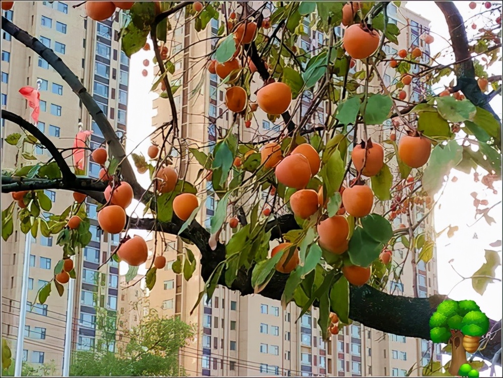 但是在北方地區比較常見,在河北保定一些地方,幾乎家家都種柿子樹