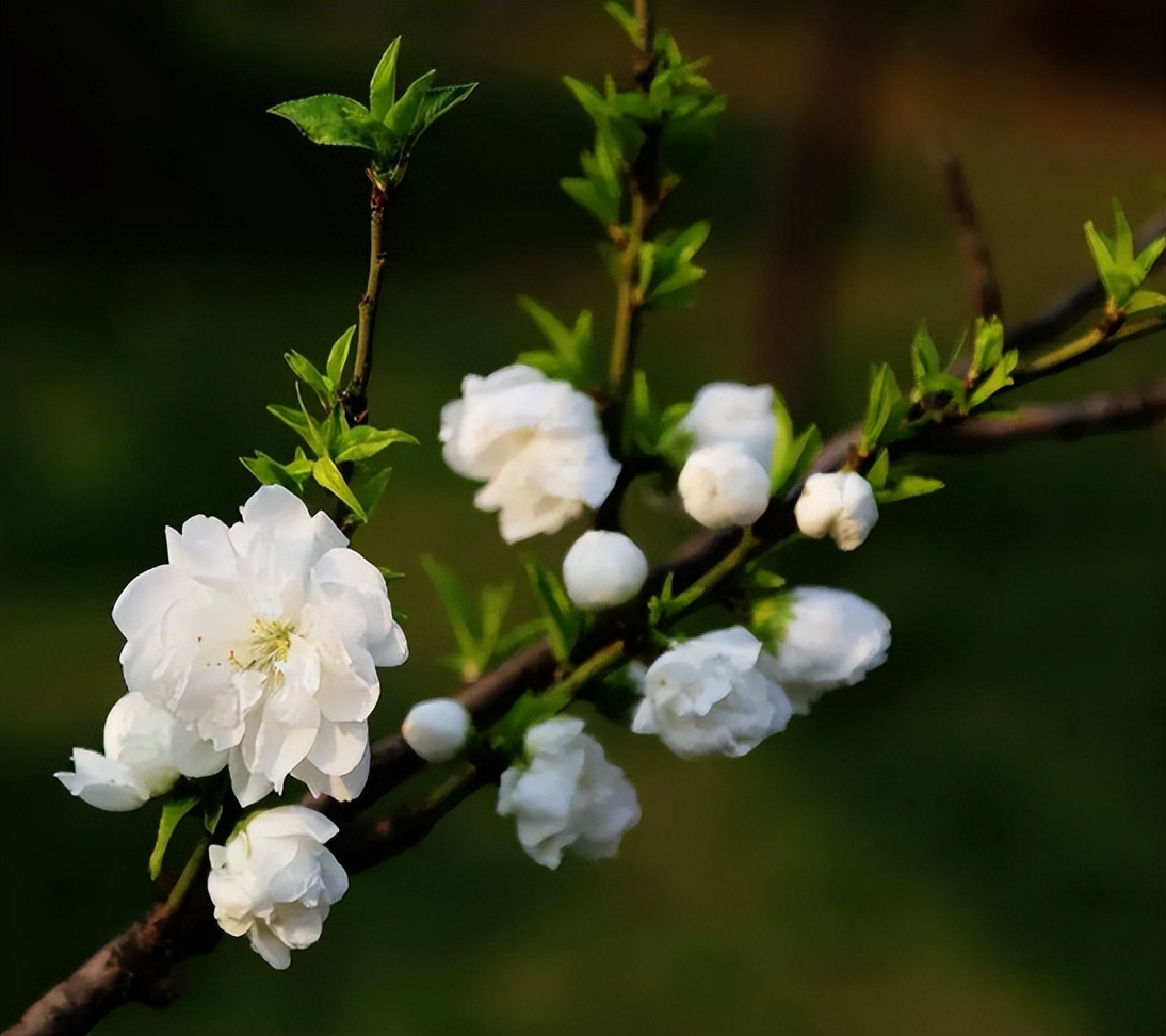 诗词鉴赏-欲与梨花共白，十首白桃花的诗词，酝酿一个浪漫春色