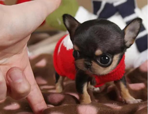 吉娃娃千万别养吉娃娃多少钱