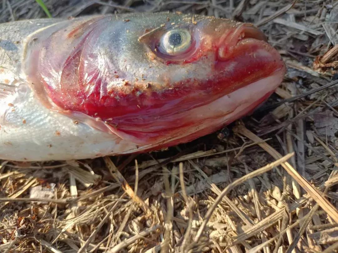 鱼塘里的鱼一直在死，用了很多药都没有效果，究竟是怎么回事？
