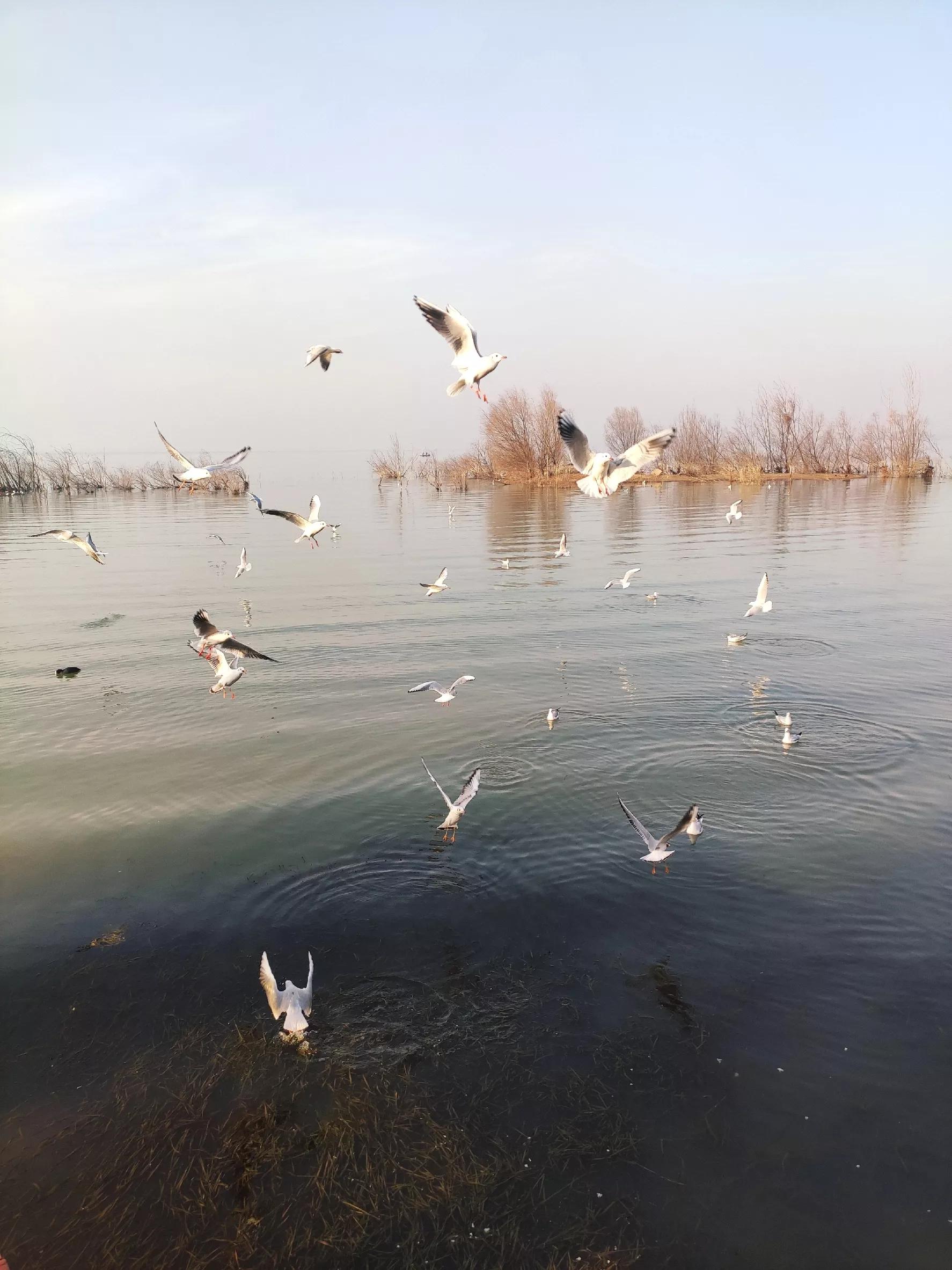 河南冬天游玩好去处！烟波浩渺的白龟湖畔，数千只红嘴鸥在等你