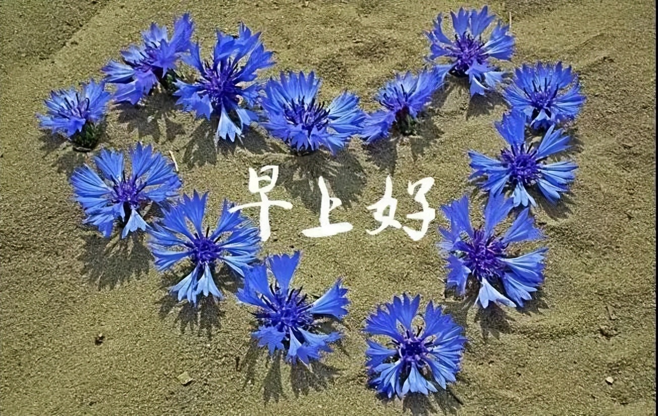 最新早上好祝福语，感恩世界、感恩有你 遥寄一份浓浓的祝福图片