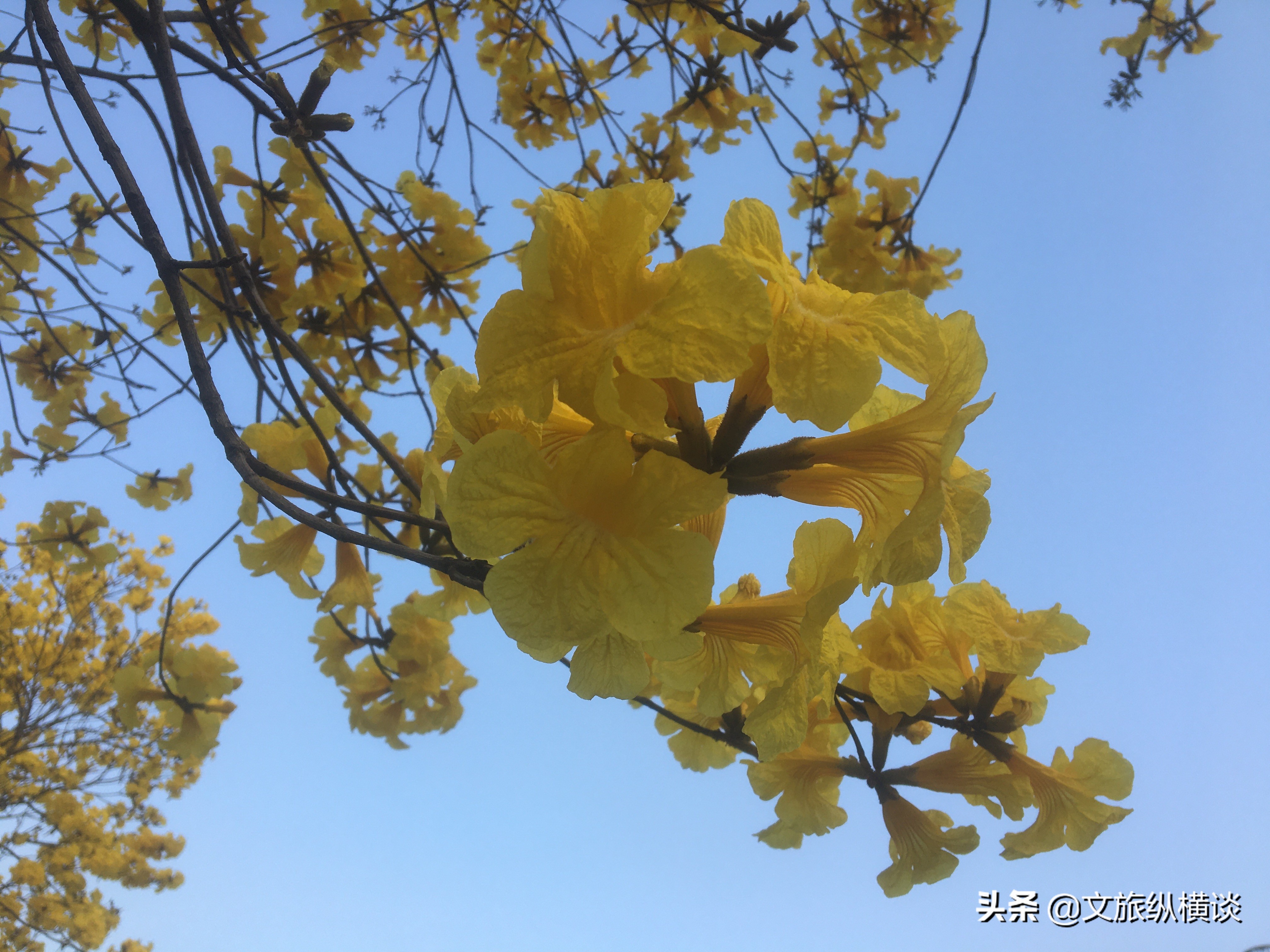 春天里，广州花开叶落，半城花海半城秋