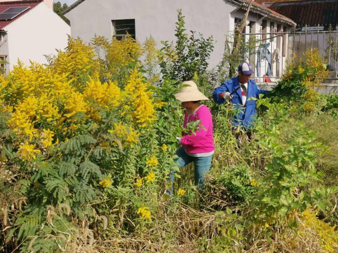 魔鬼之花正大肆入侵河南，在郑州、新乡等多地出现了它的身影