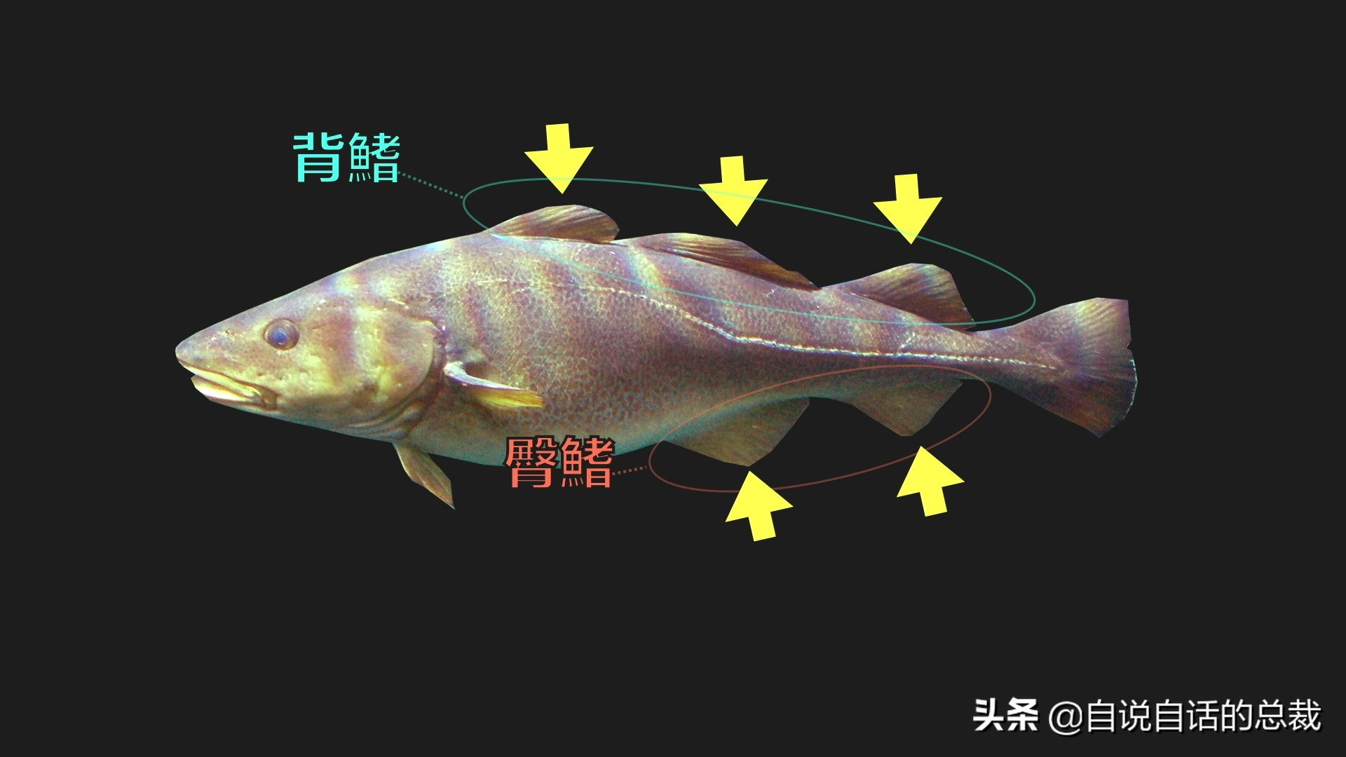 为什么买到的鳕鱼都是假的？这背后，原来是它曾经改变世界的故事