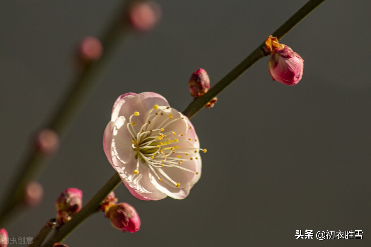 早冬别致梅花宋诗七首：涧头一树小春梅，小春枝上含珠颗