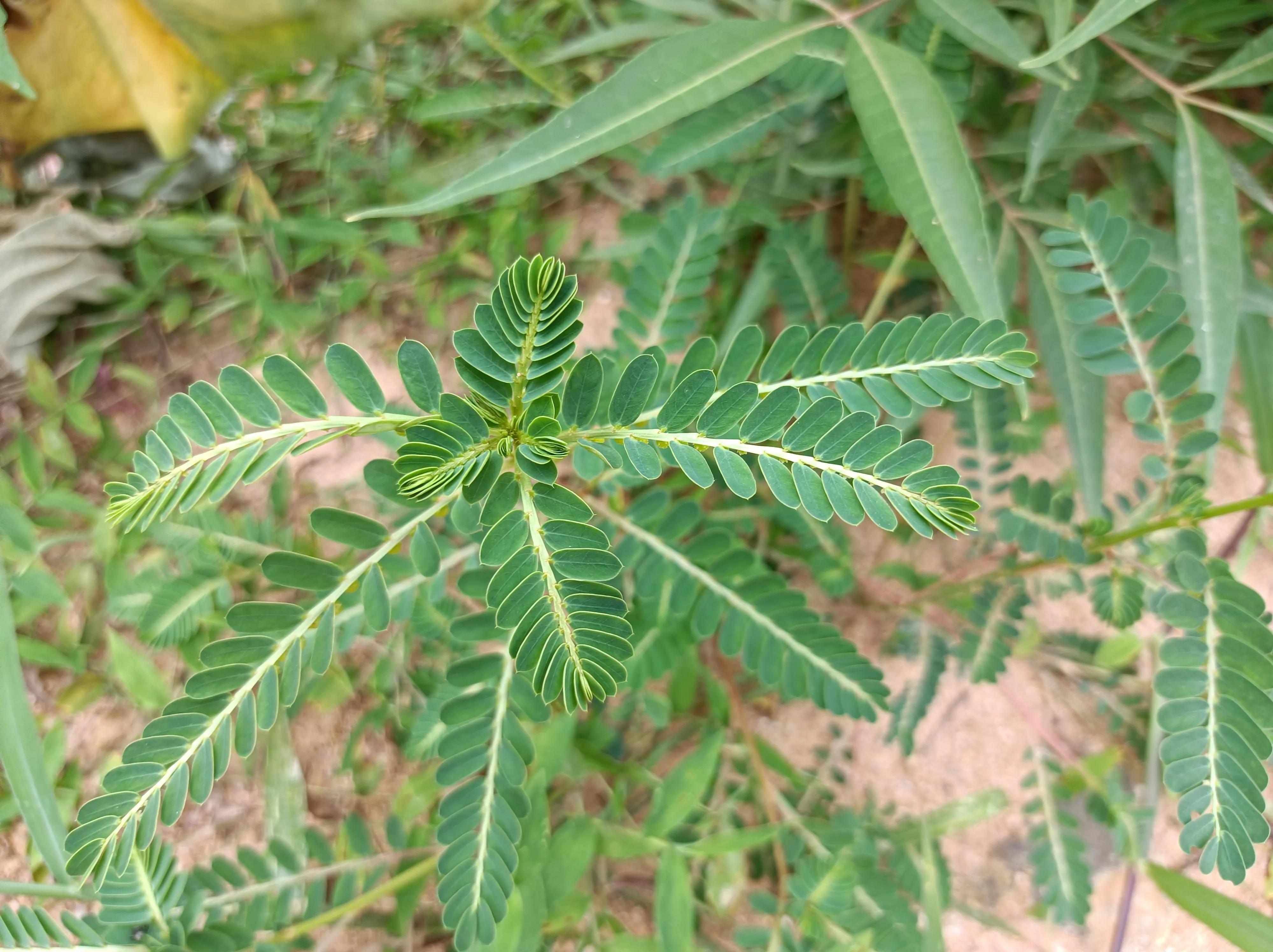 含羞草煮水作用与功效-我的快乐小窝