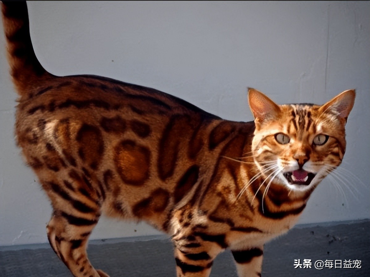 世界最名贵的10种猫猫，不知道的快来看看