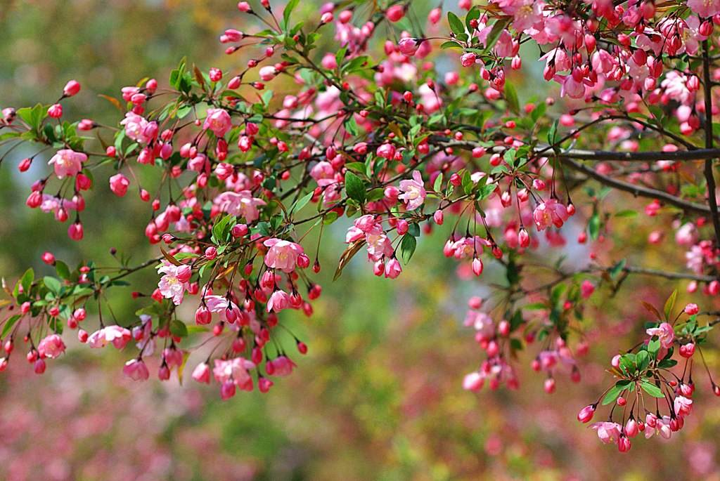 桃花和梅花怎么区分（只需从5个关键部分入手）