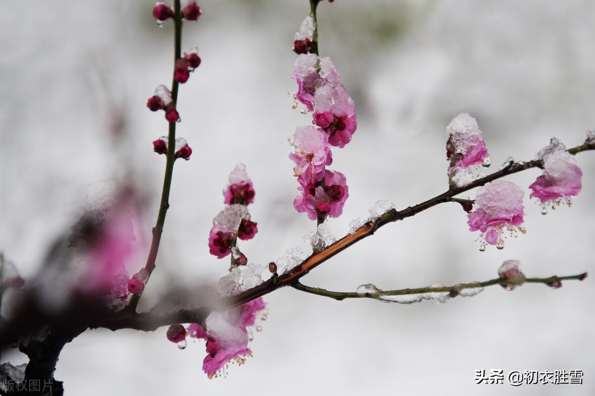 大寒节气松竹梅古诗六首：大寒松竹更萧骚，雪后大寒见老松