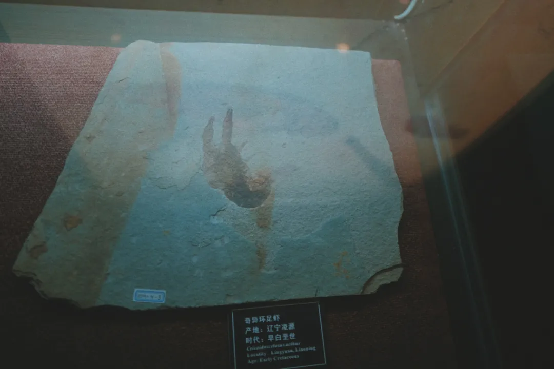 最近超火的盐帮菜之乡让我大开眼界，奇怪的知识又增加了