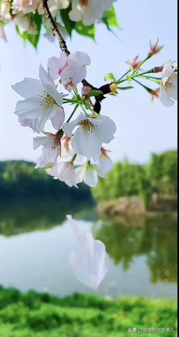 蓝天白云，百花盛开，姹紫嫣红