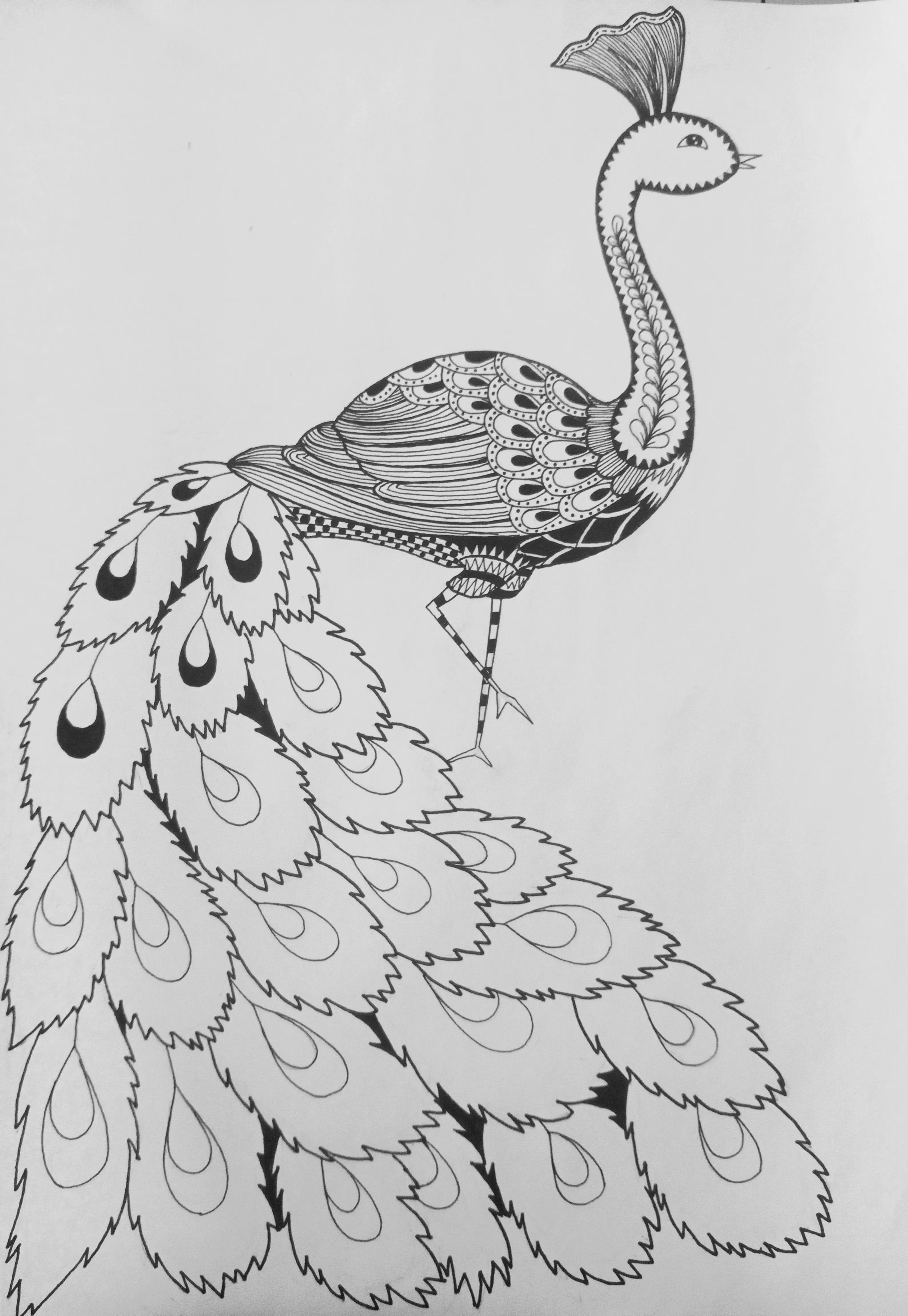 《孔雀》线描画绘画过程