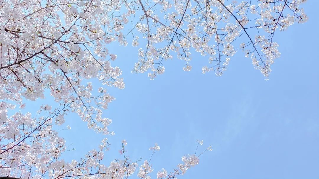 浙大樱雨，许你浪漫春光！每一张都可以做壁纸