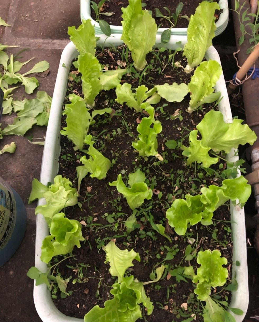 在家种生菜,只需要"3个步骤",40天就收获,新鲜好吃不断