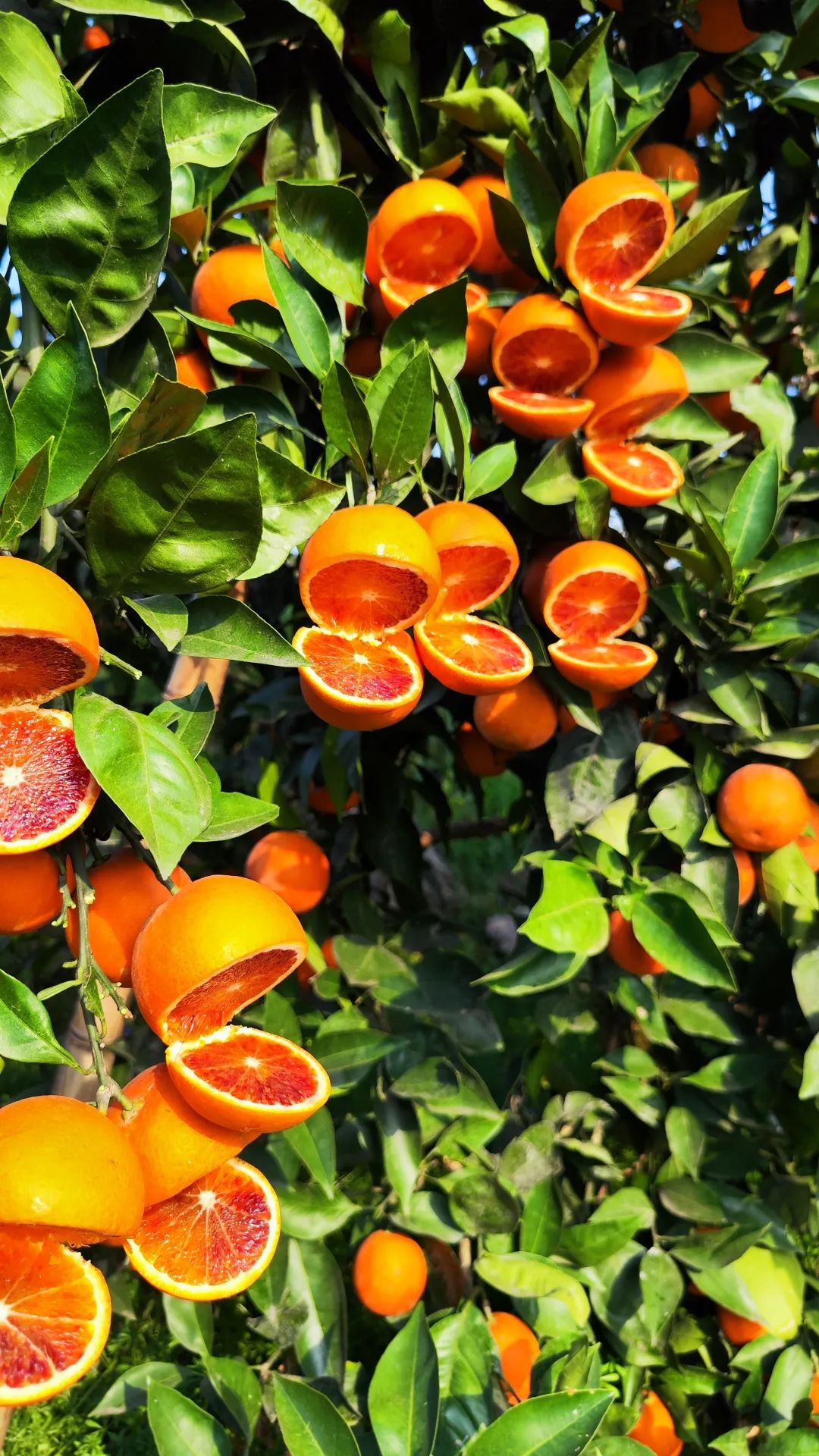 辰颐物语血橙:"风暴"来袭!颗颗都是树上熟