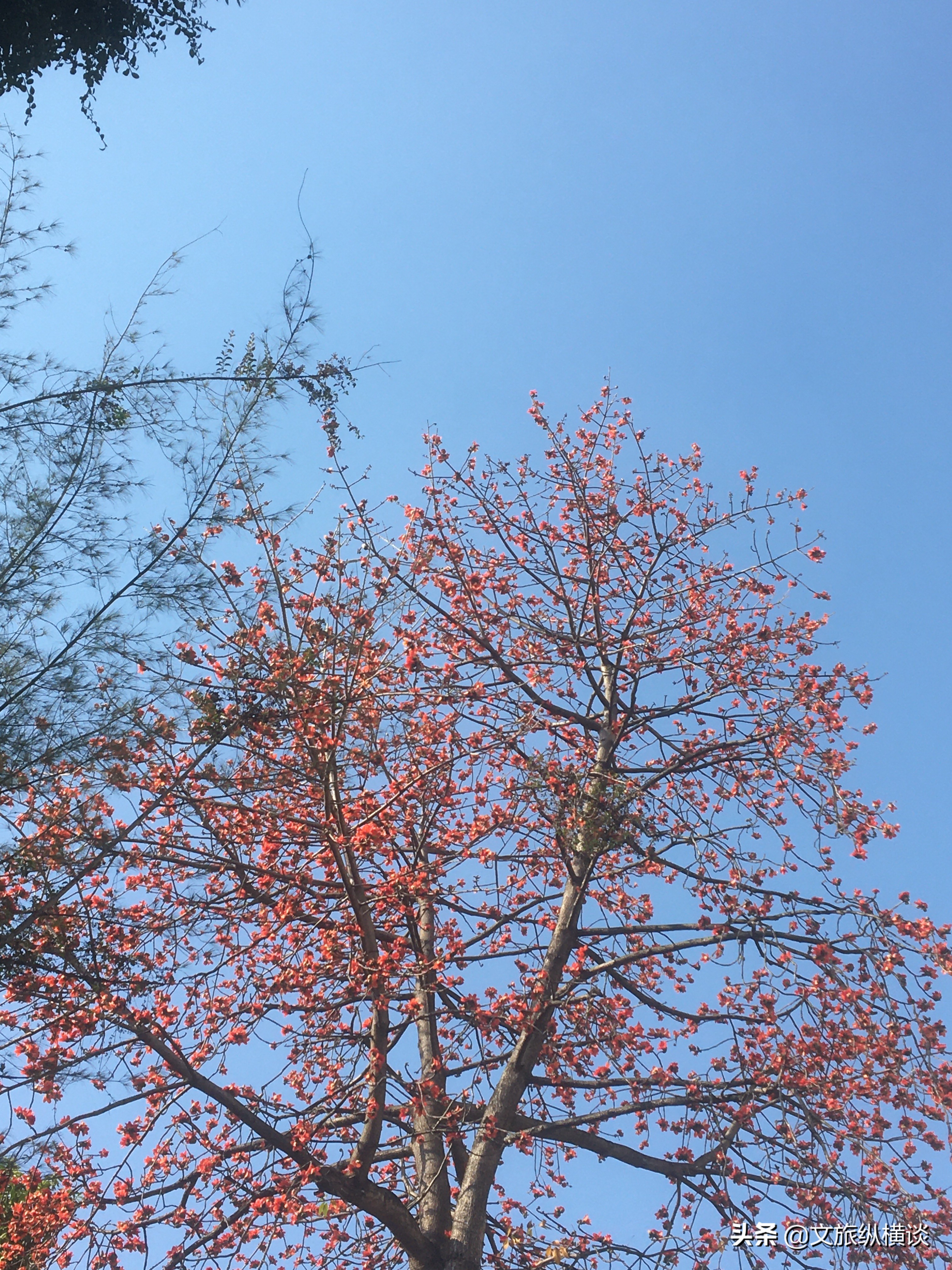 春天里，广州花开叶落，半城花海半城秋