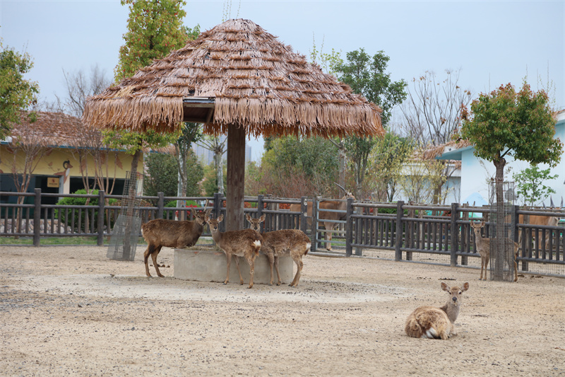 虎福齊臨門，春風(fēng)踏青來 臨泉魔幻動(dòng)物園4月1號(hào)恢復(fù)開放