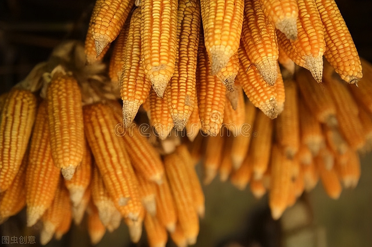玉米期货价格大跳水，跌破2600种植成本！玉米现货也将跟跌？