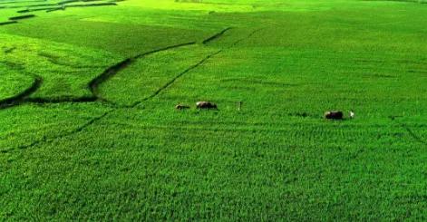 2022高考押题Ⅰ“乡村振兴”主题范文《且听蝉鸟鸣，莫忘田野根》