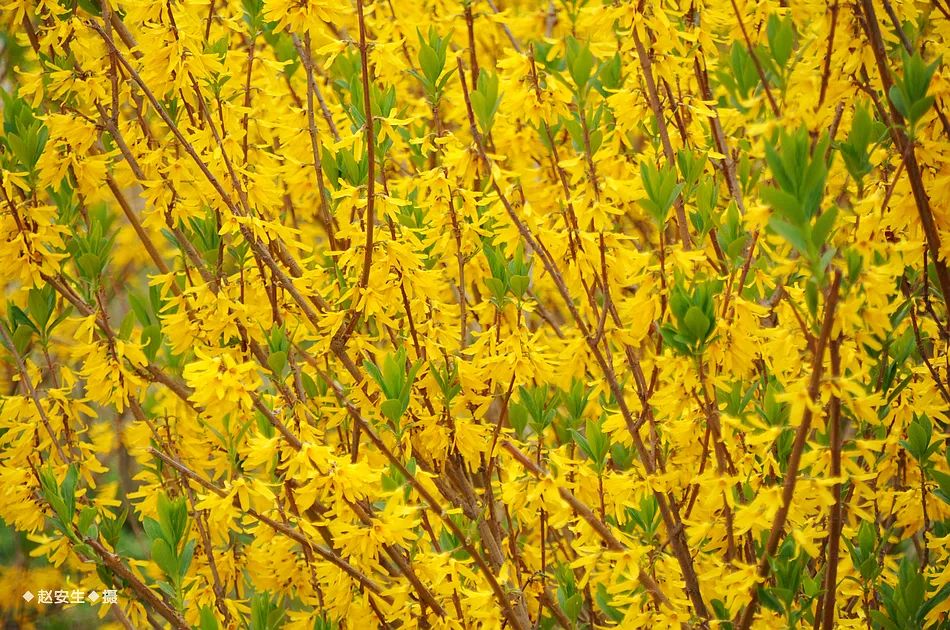 疫情挡不住春天的脚步，小编带你去看古城秦州的春暖花开