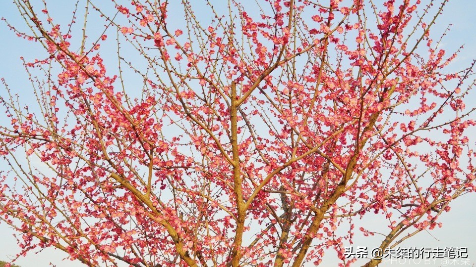 冬日最令人惊艳的盛景之一 似雪非雪、暗香浮动 春节千万不可错过