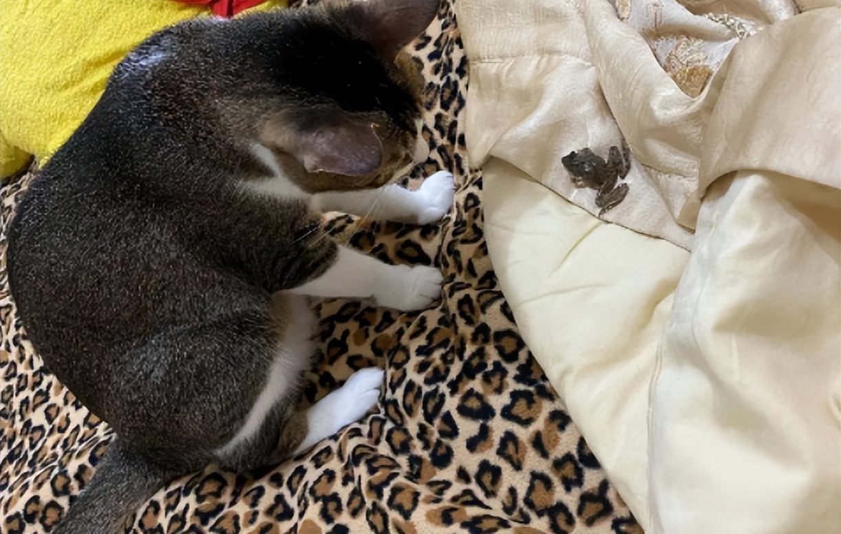 主人没饭吃，猫猫真的会抓鱼报恩吗？