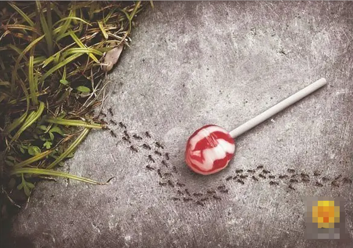 棒棒糖、蚂蚁与长大