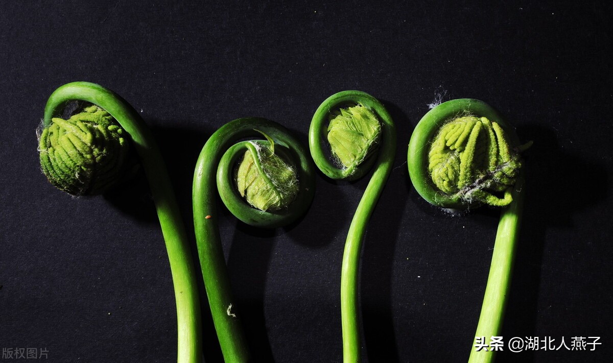 50种野菜大图片，教你认识不同的野菜和吃法，你想要的野菜这里有